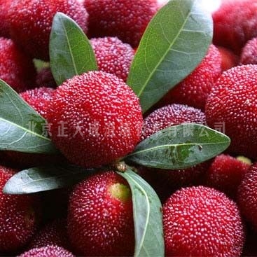 杨梅酒果酒澄清剂