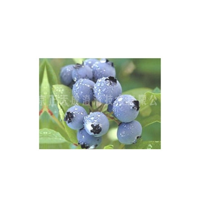蓝莓酒澄清剂