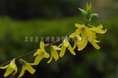 双黄连口服液澄清剂